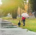 lady-walking-dog-in-the-rain