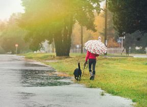 lady-walking-dog-in-the-rain