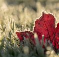 leaf-and-grass-frozen-in-the-frost