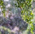 leaves-and-rain
