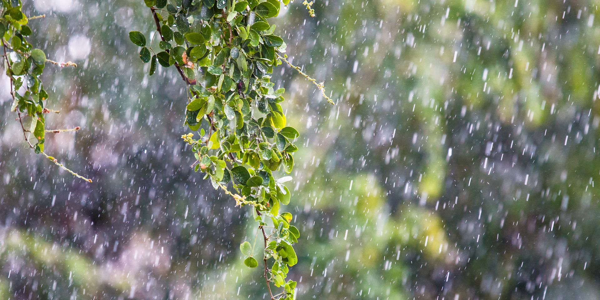 leaves-and-rain