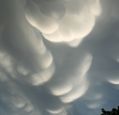 mammatus