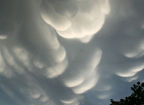 mammatus