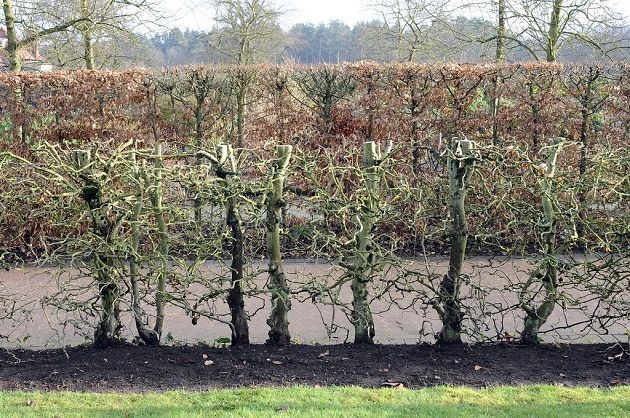 managing-winter-hedgerows-rhs_adv0000579