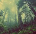 mist-in-a-pine-forest