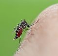 mosquito-adobe-stock-image-68098164