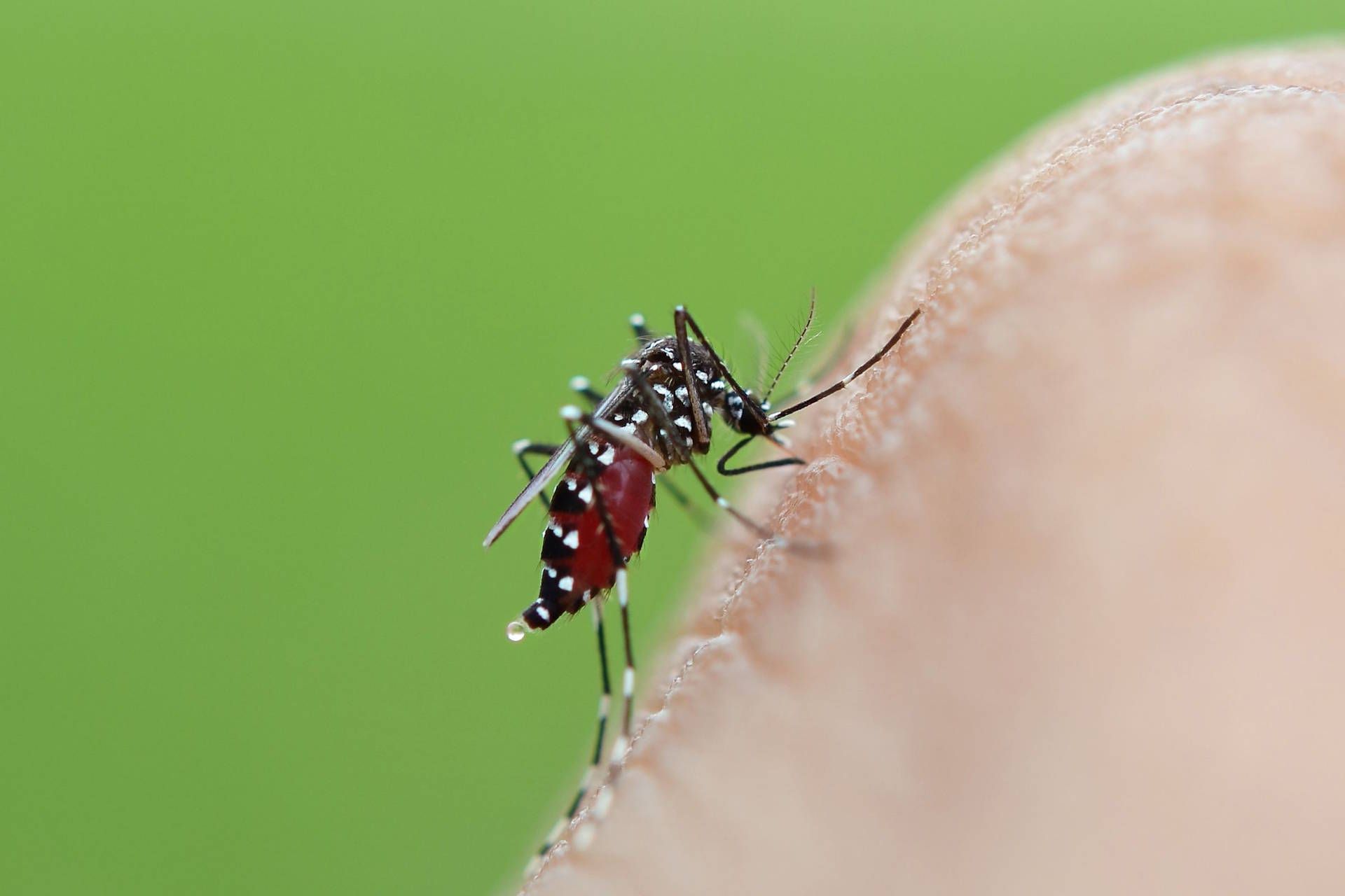 mosquito-adobe-stock-image-68098164