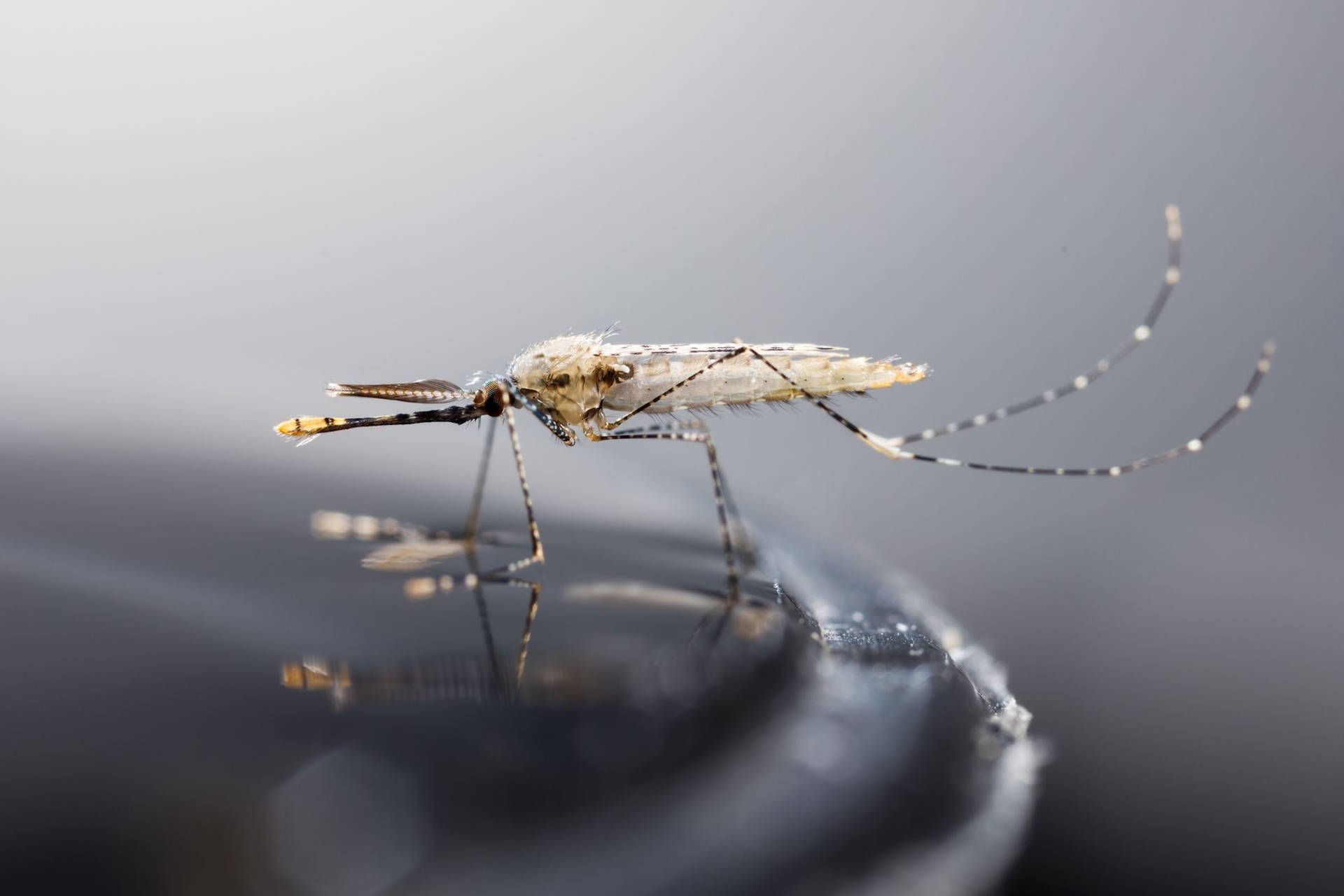 mosquito-adobestock_110100768