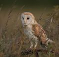 owl