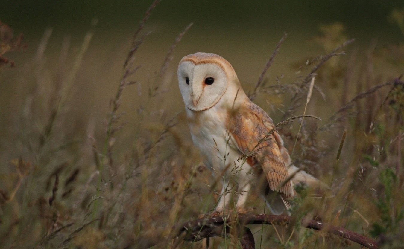 owl
