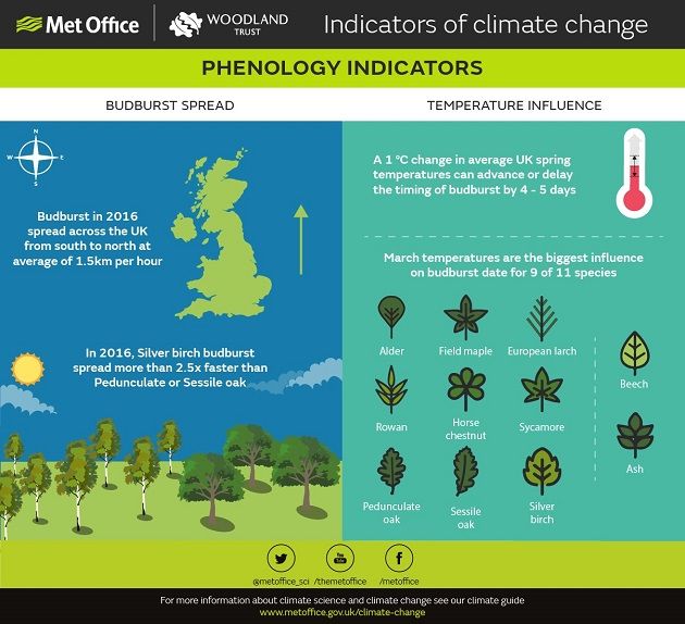 phenology-infographic_budburst_main-630