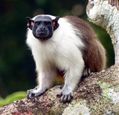 pied-tamarin-blog-2