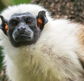 pied-tamarin-pic-adobe-stock