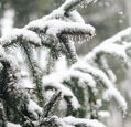 pine-tree-covered-in-snow