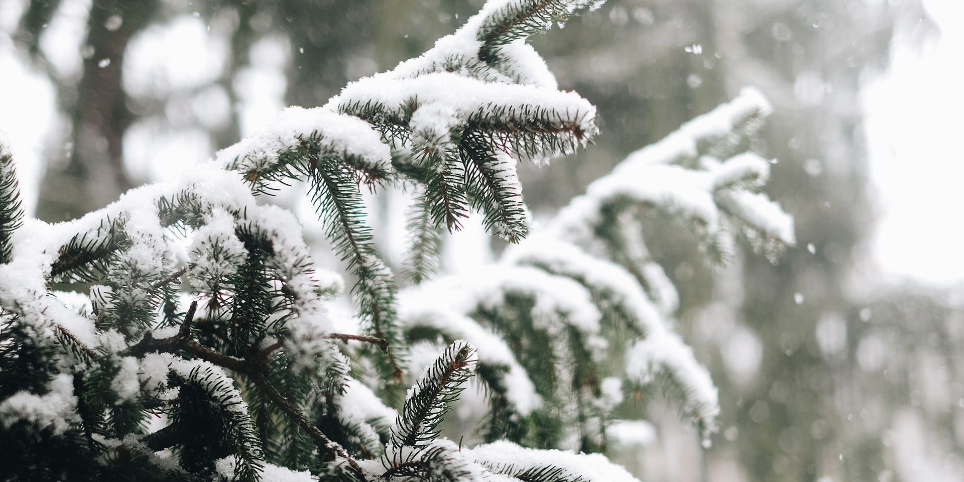 pine-tree-covered-in-snow