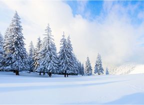 pine-trees-covered-in-snow