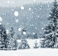pine-trees-in-christmas-snow