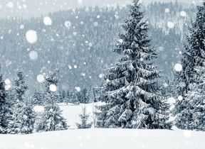 pine-trees-in-christmas-snow