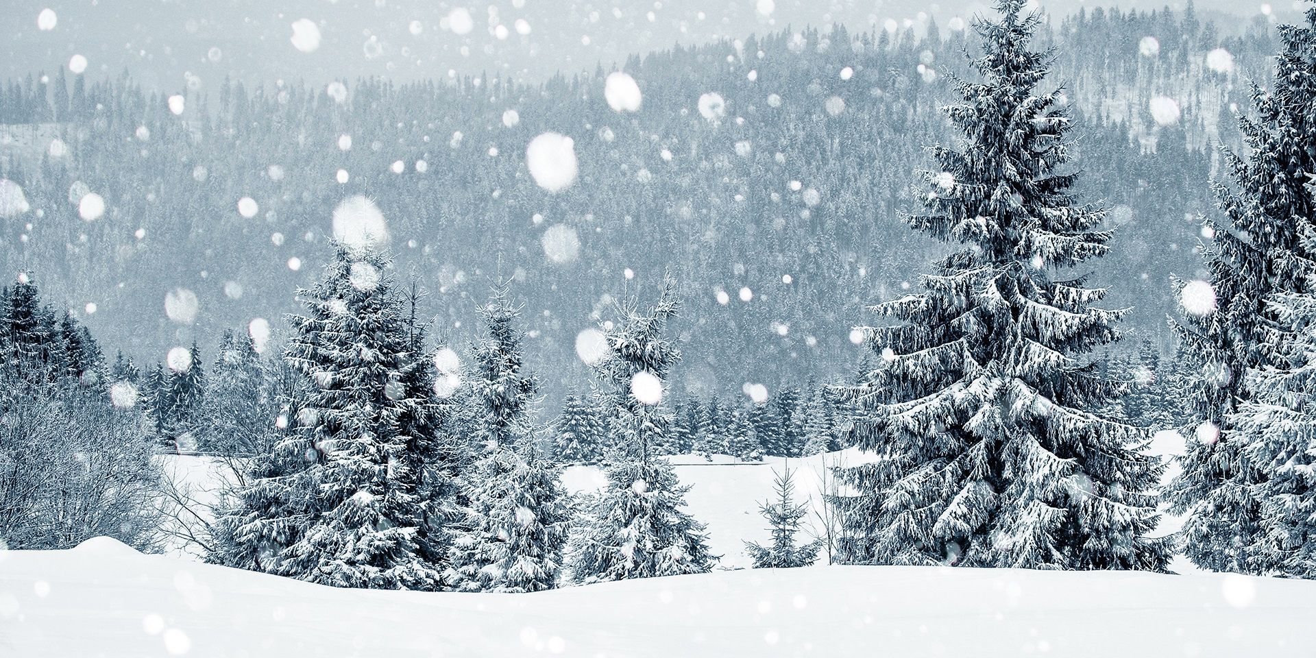 pine-trees-in-christmas-snow