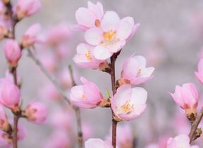 pink-blossom-on-a-tree