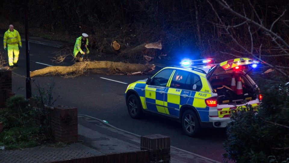 police-fallen-tree