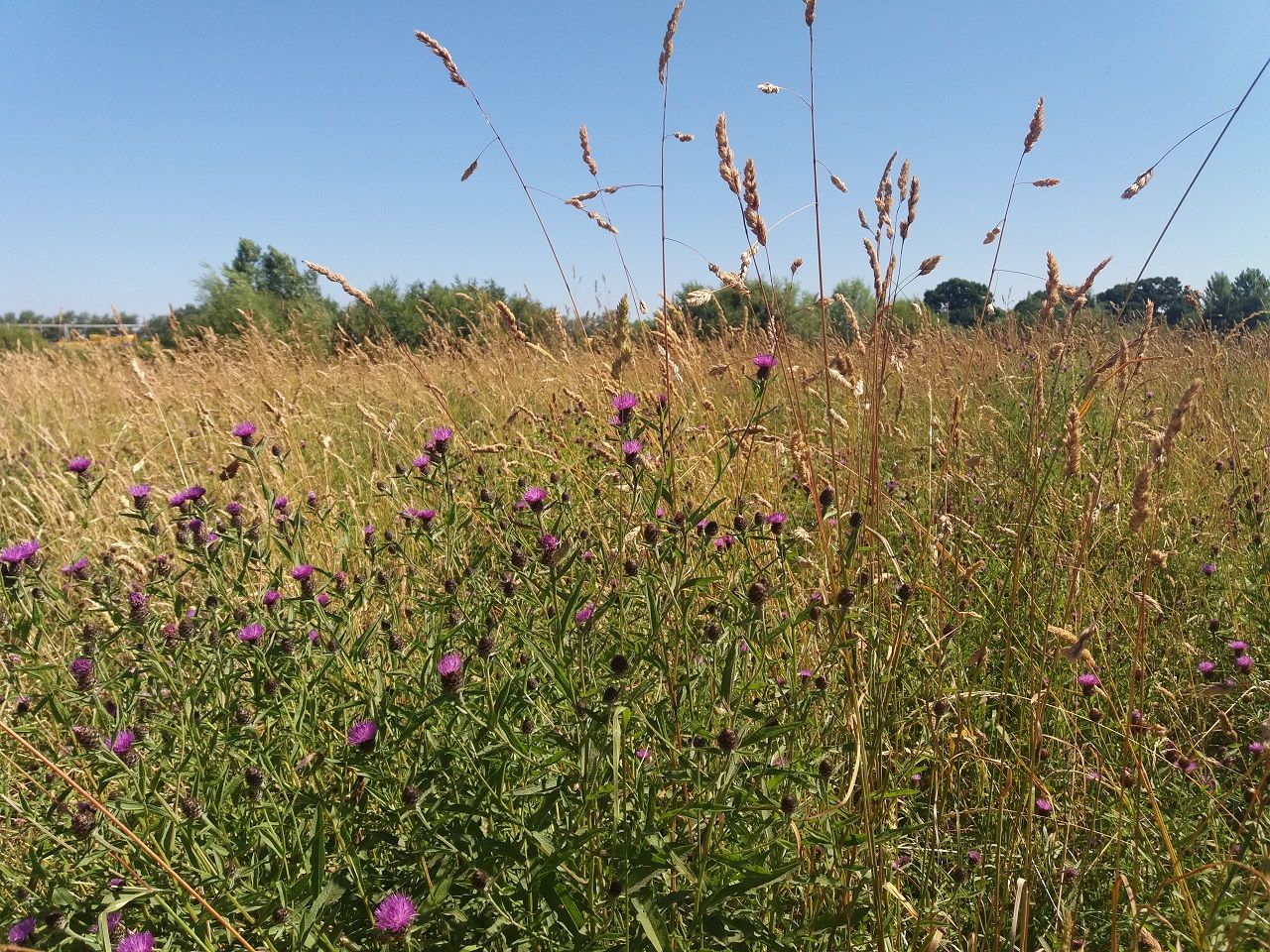 pollen-1