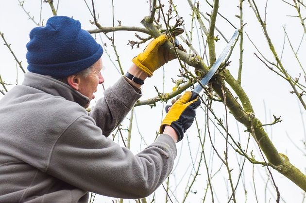 pruning-an-apple-tree-pic-rhs-joanna-kossak-630px
