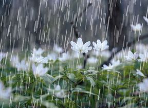rain-falling-on-spring-showers