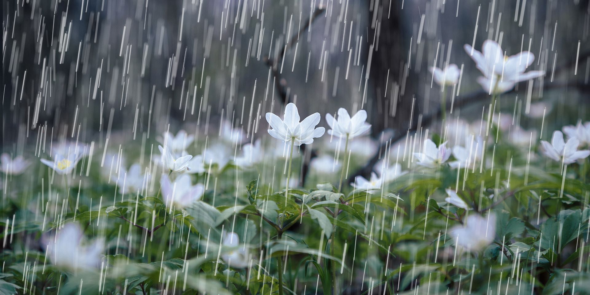 Rain falling on Spring flowers