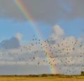 rainbow-over-marshland-and-flock-of-birds--possibly-liverpool