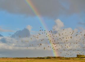 rainbow-over-marshland-and-flock-of-birds--possibly-liverpool