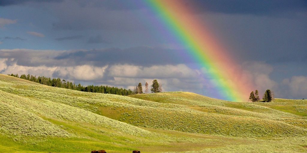 A bright rainbow over a Yellowstone landscape after rain