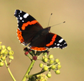 red-admiral-grahame-madge