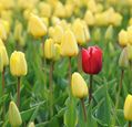red-and-yellow-tulips