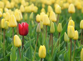 red-and-yellow-tulips