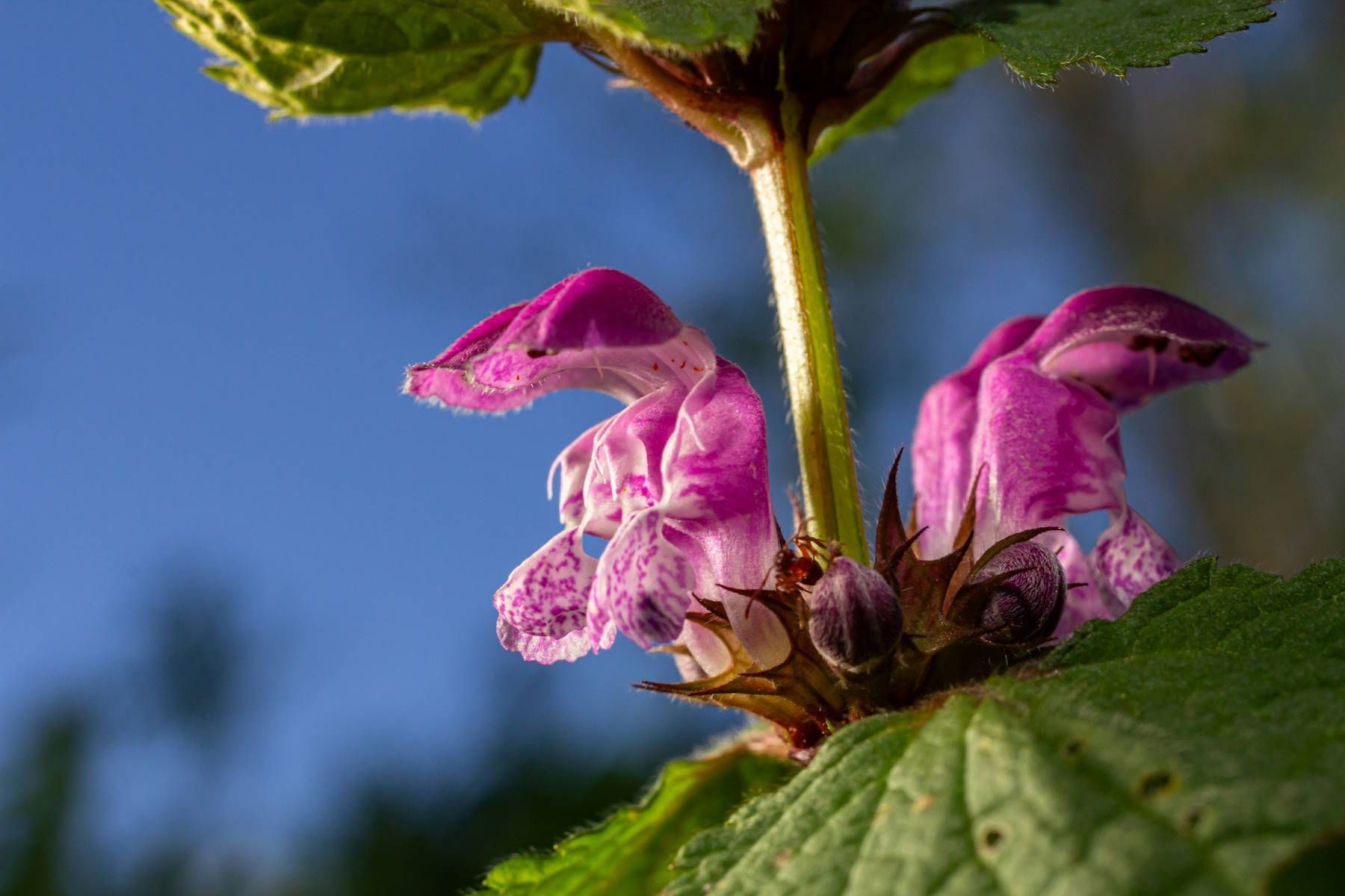 red-deadnettle-adobestock_1857438202