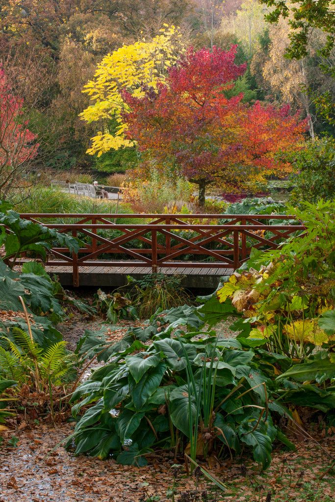 rhs_autumn-leaf-colour_october