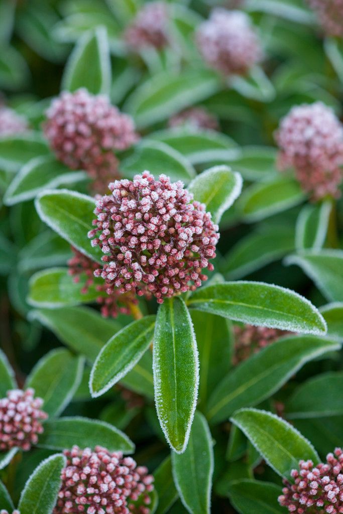 rhs_frosty-viburnum-flower_october