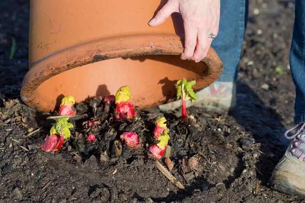 rhubarb-forcing-pic-rhs-neil-hepworth-630