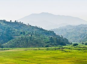 rice-harvested-in-fields-in-rwanda