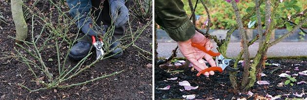 rose-pruning