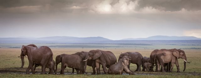 Herd of elephants seen during the rainy season