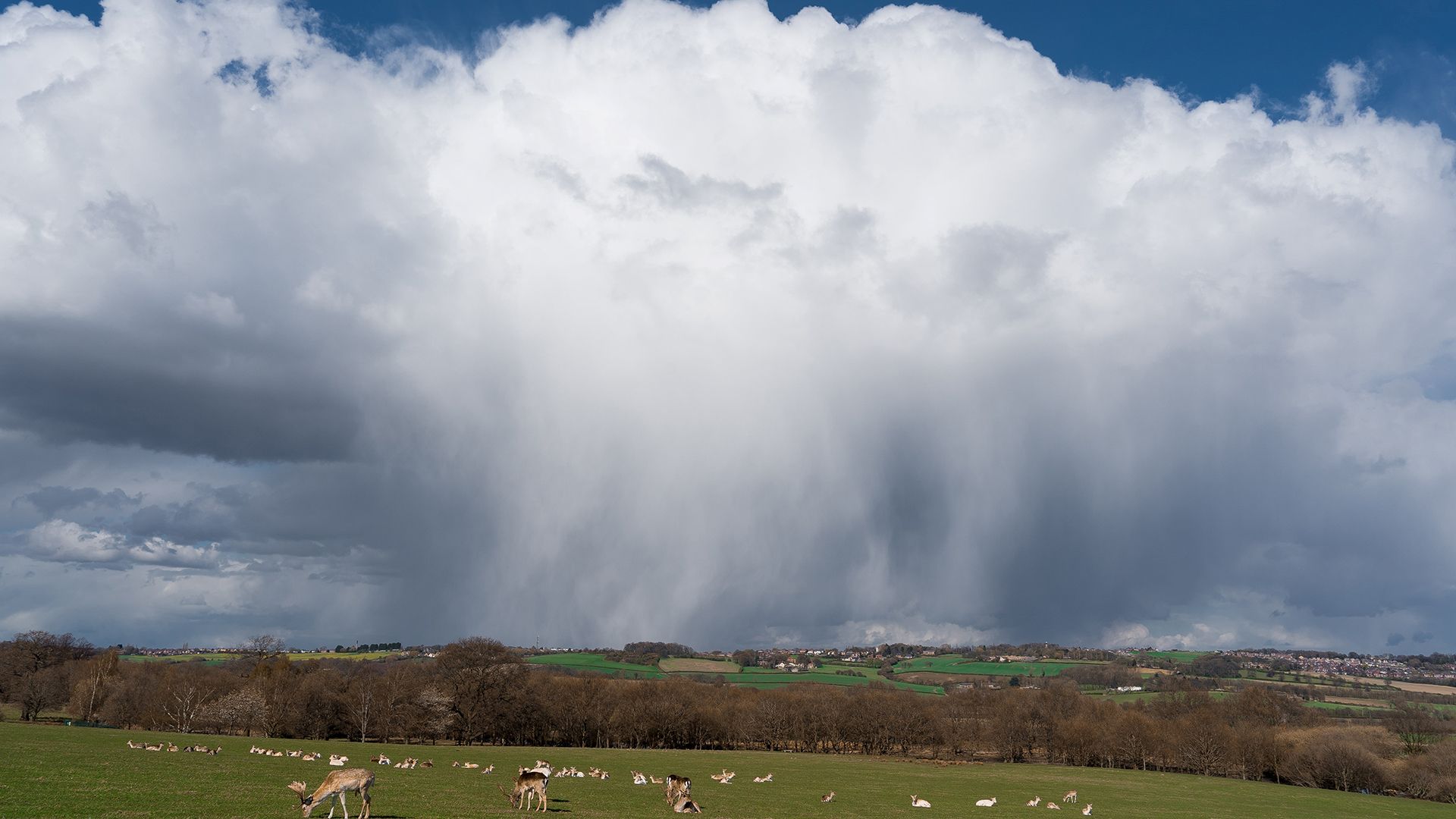 Shower falling below towering cloud. 