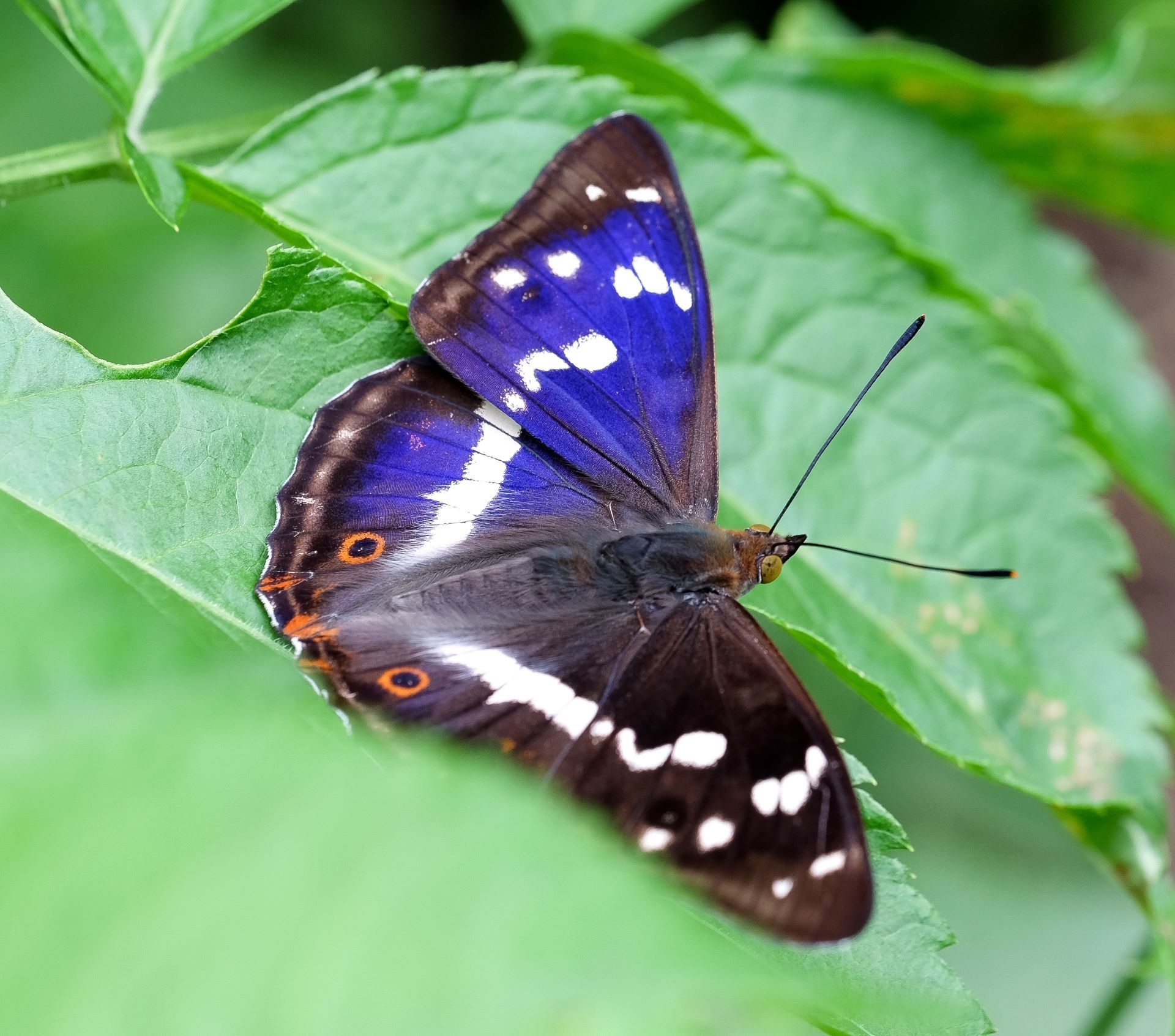 shutterstock_2223569659-purple-emperor
