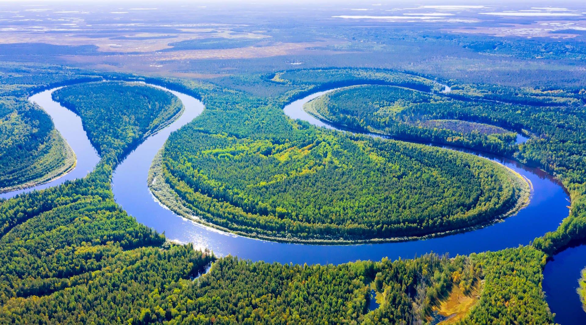 siberian-forest-adobe-stock
