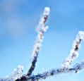 snow-and-frost-on-a-branch