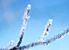 snow-and-frost-on-a-branch