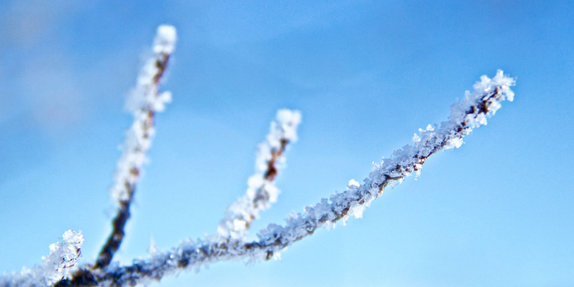 Snow and frost on a branch