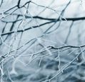 snow-on-branches