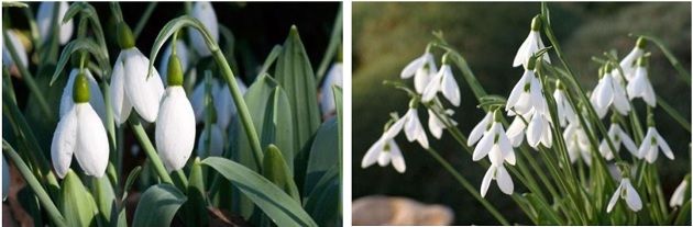 snowdrops-rhs